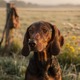German Quail Dog