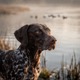 German Short-haired Pointer