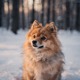 German Spitz