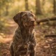 German Wire-haired Pointer