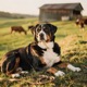 Greater Swiss Mountain Dog