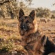 Greek Shepherd Dog