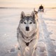 Greenland Dog