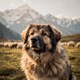 Himalayan Shepherd Dog