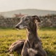 Hungarian Greyhound