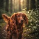 Irish Setter