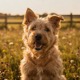 Irish Soft Coated Wheaten Terrier