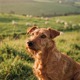 Irish Terrier