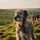 Irish Wolfhound