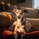 Italian Greyhound