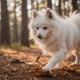 Japanese Spitz