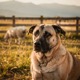 Kangal