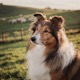 Long-haired Collie