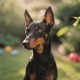 Manchester Terrier