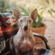 Mexican Hairless Dog