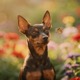 Miniature Pinscher