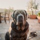 Neapolitan Mastiff