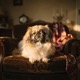 Pekingese