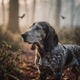 Petit Blue Gascony Hound