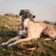 Polish Greyhound