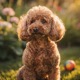 Poodle Miniature