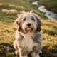 Portuguese Sheepdog