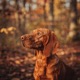 Redbone Coonhound