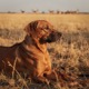 Rhodesian Ridgeback