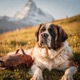 Saint Bernard