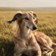 Saluki