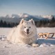 Samoyed