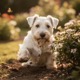 Sealyham Terrier