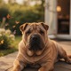 Shar Pei