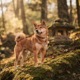 Shikoku Inu