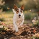 Smooth Fox Terrier