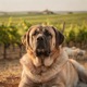 Spanish Mastiff
