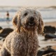 Spanish Water Dog