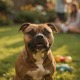 Staffordshire Bull Terrier