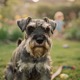 Standard Schnauzer