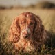 Sussex Spaniel
