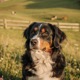 Swiss Hound - Bernese