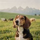 Swiss Hound - Lucerne