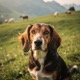 Swiss Hound - Schwyz