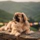 Tibetan Spaniel
