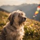 Tibetan Terrier