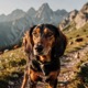 Tyrolean Hound