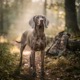 Weimaraner
