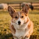 Welsh Corgi Cardigan
