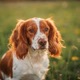 Welsh Springer Spaniel