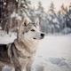 West Siberian Laika